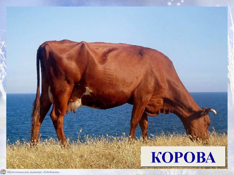 Домашнее животное, дающее молоко.  КОРОВА